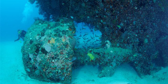 Dive With South Florida Diving Headquarters